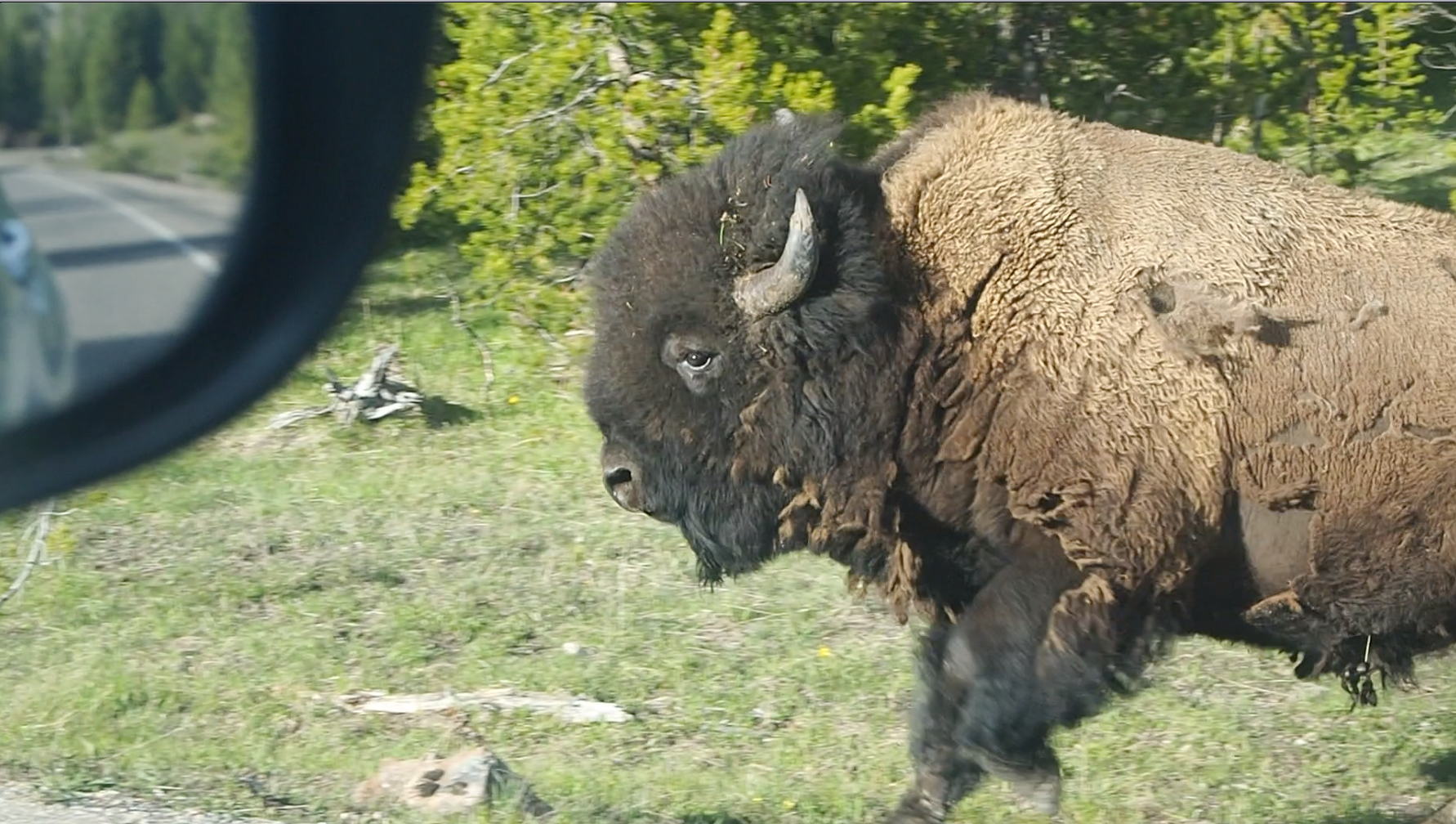 bison